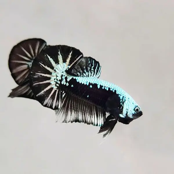 [CA.00441] Cá Betta Samurai (trống)
