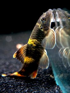 [CA.00442] Cá Bác Sĩ Pada