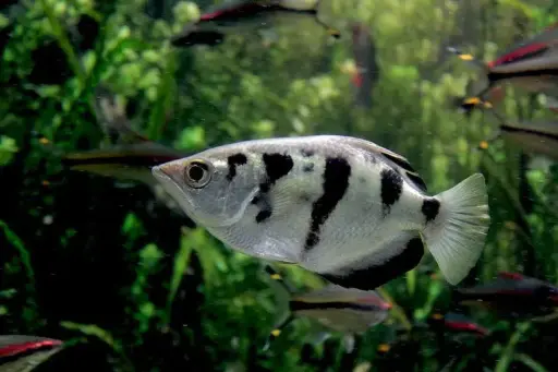 [CA.00104] Cá Pháo Cao Xạ