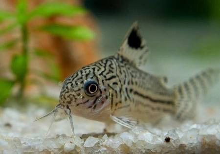 [CA.00016] Cá Chuột Juli