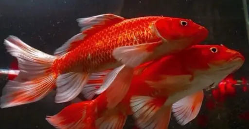 [CA.00526] Cá Chép Phi Tần Đỏ