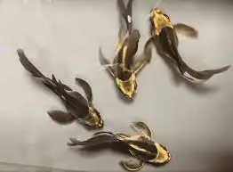 [PGF.CA.00490] Cá Chép Sư Tử Panda Short (Mini)