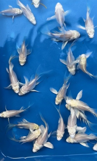 [PGF.CA.00034] Cá Chép Sư Tử Trắng Short (Mini)