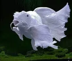 [CA.00037] Cá Chép Sư Tử Trắng Short (Đại)