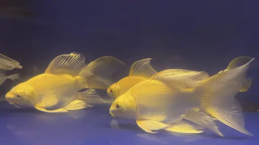 [PGF.CA.00039] Cá Chép Sư Tử Vàng Short (Nhỏ)