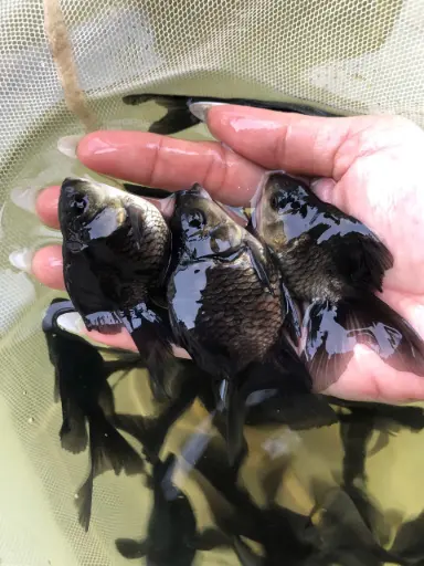 [PGF.CA.00041] Cá Chép Sư Tử Đen Super Short (Nhỏ)