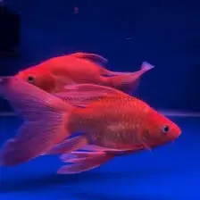 [PGF.CA.00492] Cá Chép Sư Tử Đỏ Short (Nhỏ)