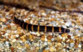 [CA.00049] Cá Chạch Culi