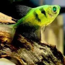 [PGF.CA.00094] Cá Cánh Buồm Dạ Quang Tiger Xanh