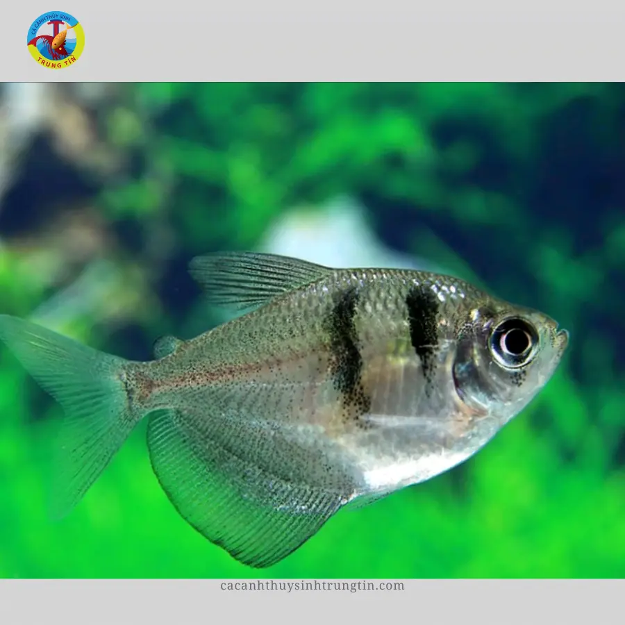 [CA.00095] Cá Cánh Buồm Dạ Quang Tiger Đen