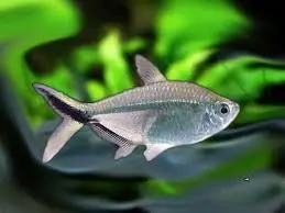 [PGF.CA.00133] Cá Cắt Kéo