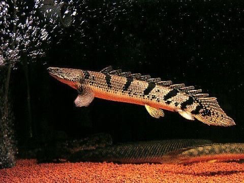 [PGF.CA.00495] Cá Cửu Sừng Hoàng Đế (Lớn)