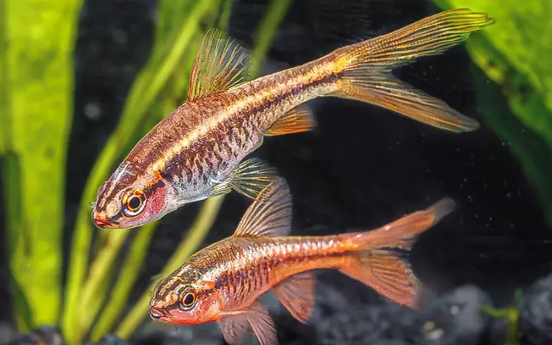 [CA.00496] Cá Diếp Anh Đào (Siêu Đỏ)