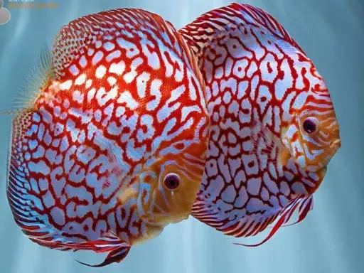 [CA.00139] Cá Dĩa (size Trung 10cm)