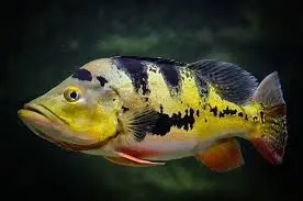 [PGF.CA.00140] Cá Hoàng Bảo Yến (Nhập)