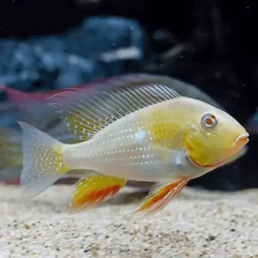 [PGF.CA.00143] Cá Hải Hồ Albino