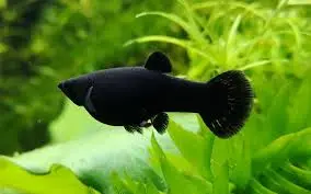 [CA.00255] Cá Hắc Kim