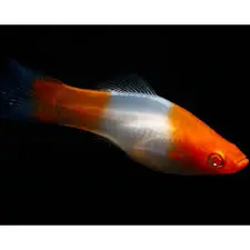 [PGF.CA.00259] Cá Hồng Mi Koi 