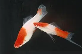 [CA.00258] Cá Hồng Mi Koi Tam Thể