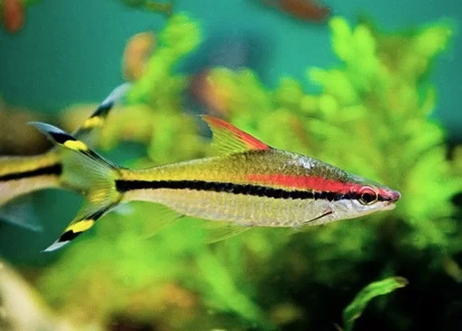 [PGF.CA.00261] Cá Hồng Mi Ấn Độ (lớn)