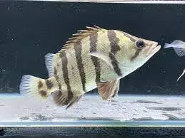 [CA.00151] Cá Hổ Bạc