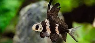 [PGF.CA.00154] Cá Hổ Trường Giang (Nhỏ)