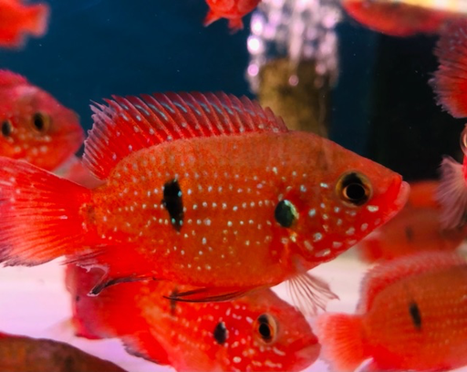 [CA.00156] Cá Kim Cương Đỏ Short