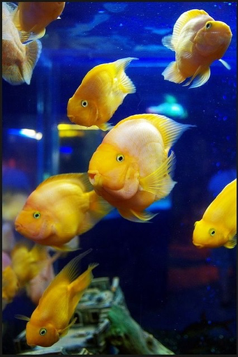 [PGF.CA.00168] Cá Két King Kong Vàng (Lớn)