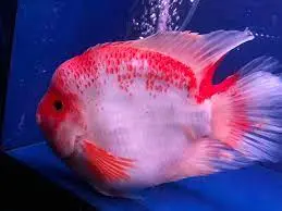 [PGF.CA.00161] Cá Két Koi 