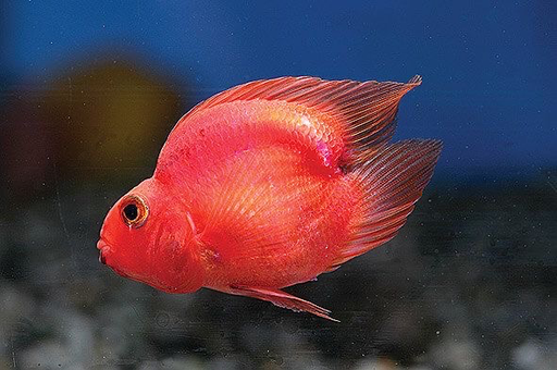 [CA.00165] Cá Két Siêu Đỏ (Nhỏ)