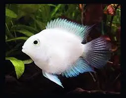 [PGF.CA.00505] Cá Két Trắng (Lớn)