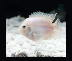 [CA.00167] Cá Két Trắng (Nhỏ)