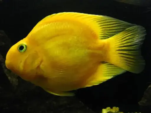 [CA.00169] Cá Két Vàng (Nhỏ)