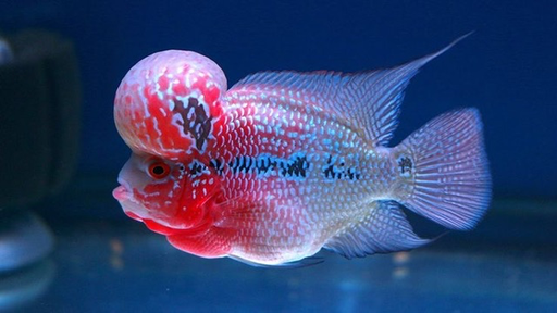 [PGF.CA.00278] Cá La Hán Thái Châu Short (Lớn)