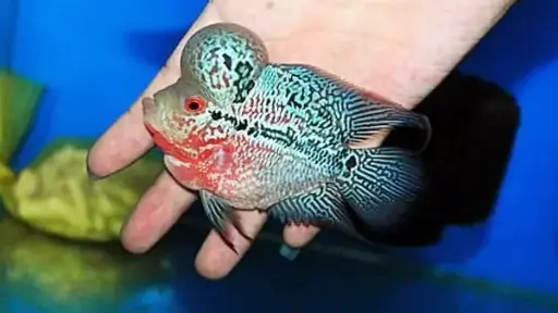 [PGF.CA.00276] Cá La Hán Thái Châu Short (Mini)