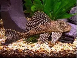 [CA.00172] Cá Lau Kính Beo (Lớn)