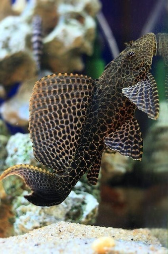 [CA.00173] Cá Lau Kính Beo (Nhỏ)