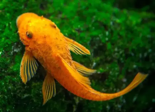 [CA.00473] Cá Lau Kính Vàng (Mini 6-7cm)