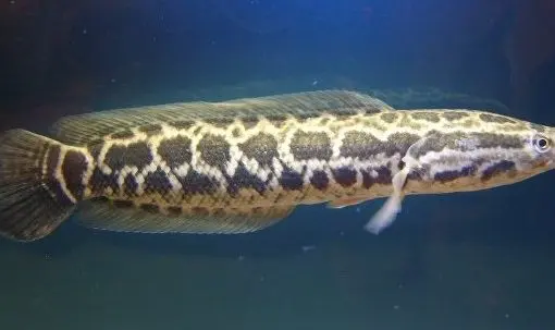 [PGF.CA.00280] Cá Lóc Beo Hoa Chuối