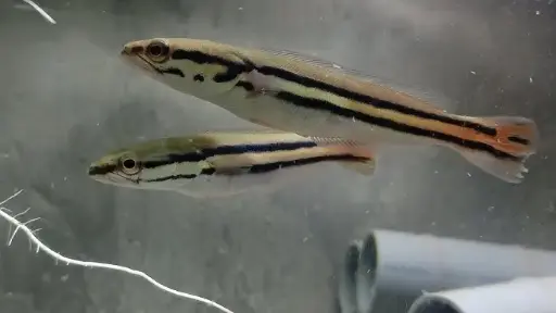 [CA.00286] Cá Lóc Bông Thái (Nhỏ)