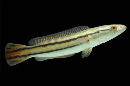 [CA.00287] Cá Lóc Bông Thái (Trung)