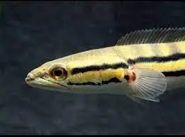 [PGF.CA.00289] Cá Lóc Bông Thái (Đại)