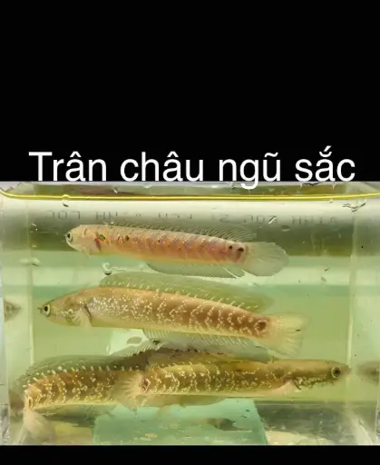 [CA.00292] Cá Lóc Trân Châu Ngũ Sắc 