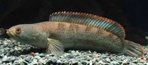 [CA.00178] Cá Lóc Vây Xanh (Lớn)