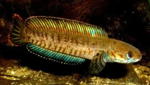 [CA.00180] Cá Lóc Vây Xanh (Trung)