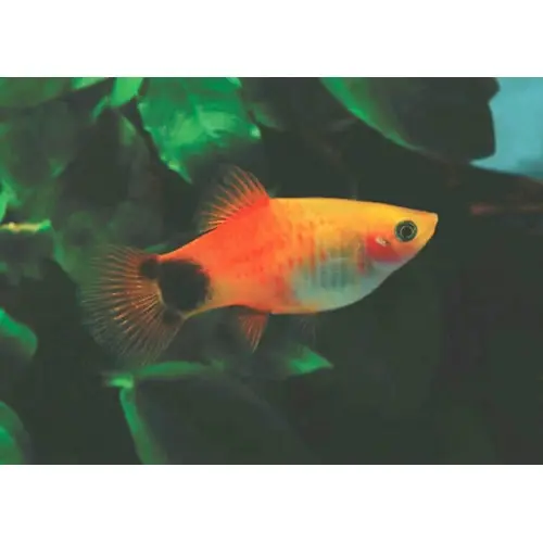 [CA.00300] Cá Lựu 3 Màu 