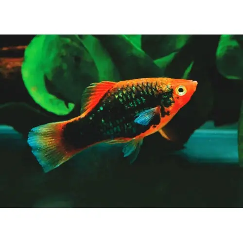 [CA.00302] Cá Lựu Kim Sa 