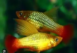 [CA.00271] Cá Lựu Kim Tiền (thường)