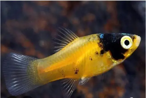 [CA.00506] Cá Lựu Mũi Đen