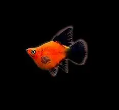 [CA.00312] Cá Lựu Đỏ Đuôi Đen (Short)